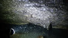 En riktig "spindelstad" upptäckt i Europa - och dess befolkning är skrämmande!