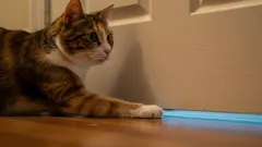 Forskare har kommit fram till varför katter kan följa efter sina ägare.