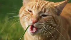 Det verkliga skälet till att katter äter gräs - mysteriet är löst!