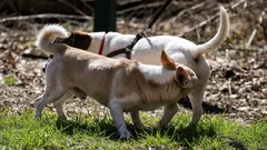 Varför sniffar hundar varandra under svansen? Vi förstår det speciella med våra husdjurs beteende